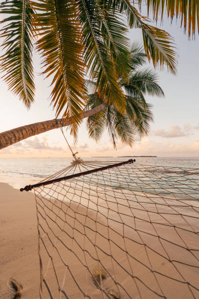 istock Hammock in a paradisiac beach at Maldives 1161389096