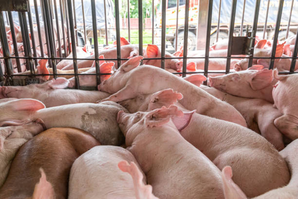 istock baby piglet during transport 1161389223
