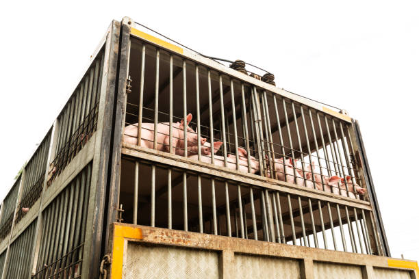istock baby piglet during transport 1161389224