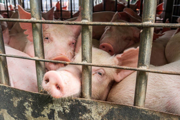 maialino bambino durante il trasporto - farm pig agriculture animal foto e immagini stock