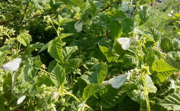 butterfly whitefish hawthorn on raspberry bushes. the invasion of butterflies on gardens. - detrimental imagens e fotografias de stock