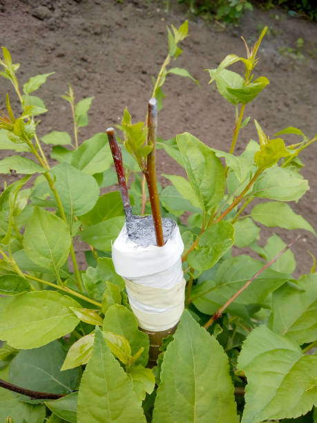 istock Grafting apple cuttings by bark method. Two cuttings, 50% survival rate. One caught on, the other not 1161390607