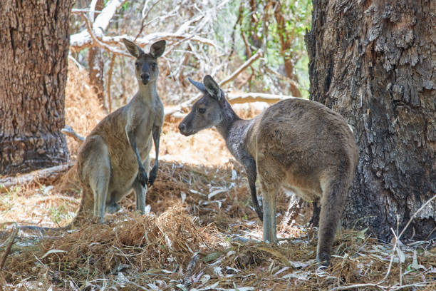 istock Grey kangaroo family (Macropus giganteus) in the forest 1161391833