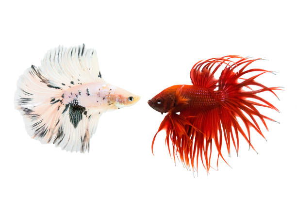 betta fish isolated on white background, action moving moment of betta crowntail, siamese fighting fish - lpn imagens e fotografias de stock