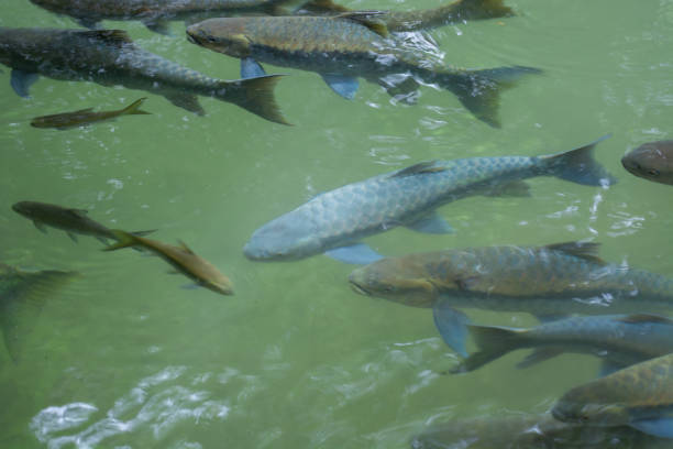 istock Many Fish (Mahseer barb) At Fish Cave, Mae Hong Son Province. 1161392305