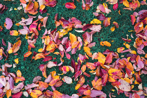 View from above on colorful autumn leaves lying on the grass.