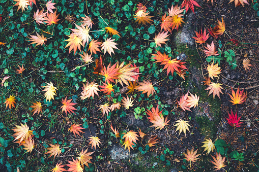 View from above on colorful autumn leaves lying on the ground.