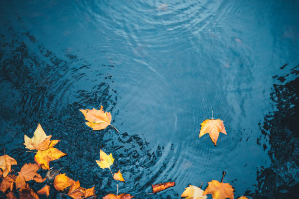 湖の水面に浮かぶ乾燥した紅葉。
