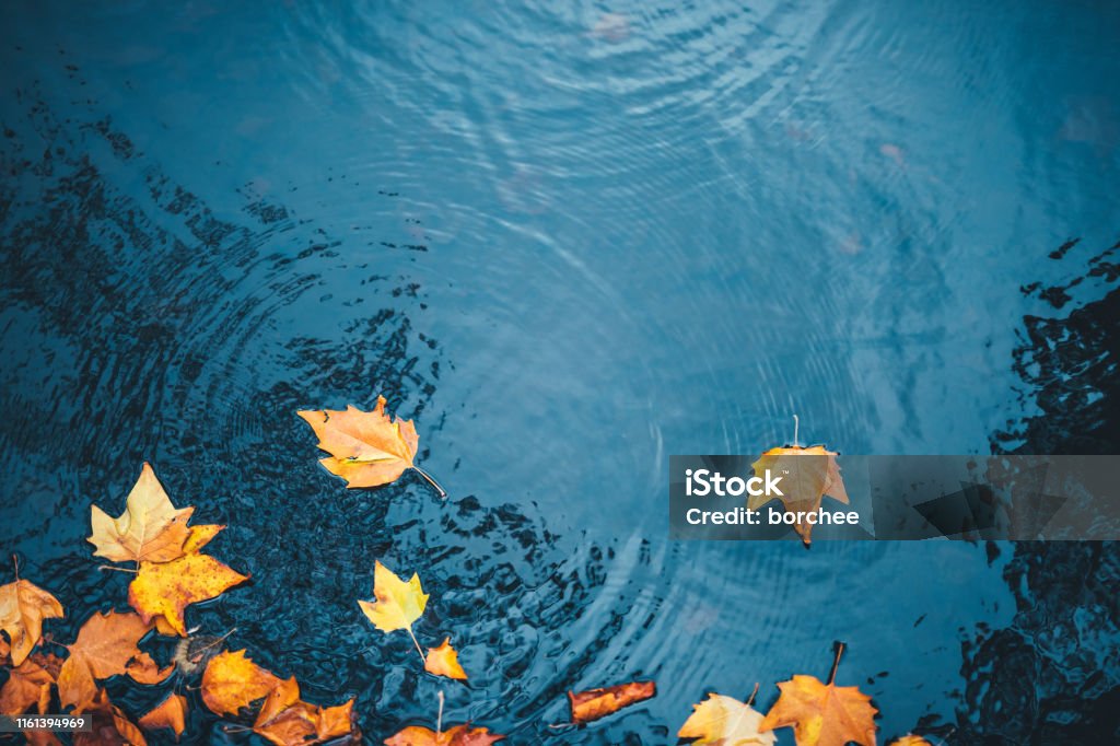 Autumn Background Dry autumn leaves floating on a water surface of a lake. Autumn Stock Photo