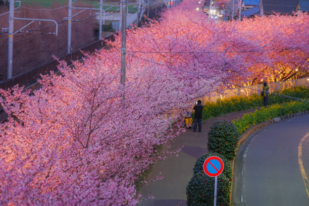 istock Kawazu cherry tree and rape of Miurakaigan 1161396351