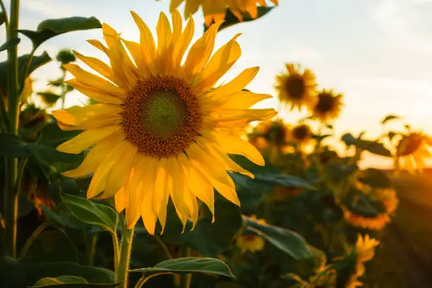 One sunflower in a field with beautiful warm sunlight during sunset in Bornheim, Germany - focus on flower head, blurred background, back light (golden hour)