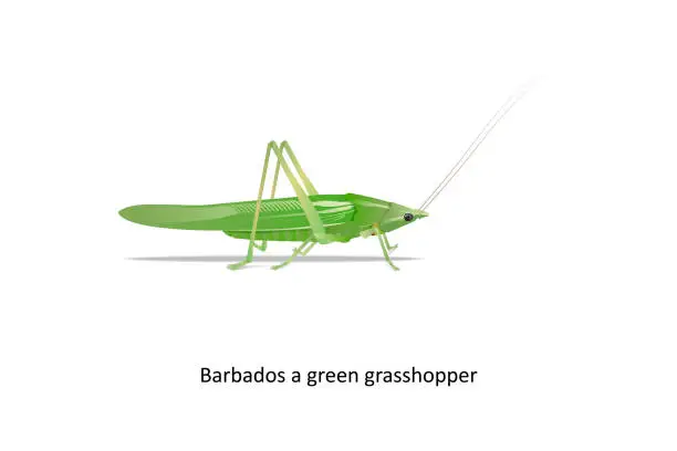 Vector illustration of Barbados a green grasshopper