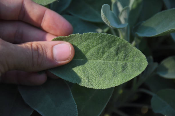 istock picking a sage leaf in the herbal bed 1161397261