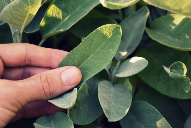 picking fresh sage in the garden