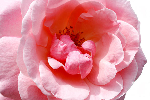 pink rose stock photo