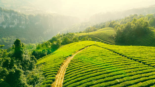 차 농장 - tea crop 뉴스 사진 이미지