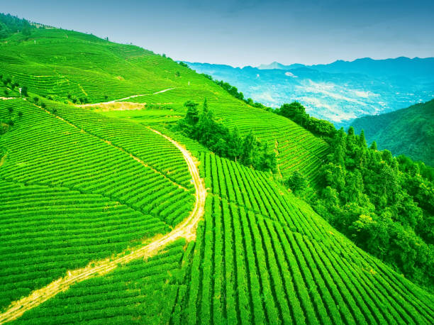 istock Aerial view of tea plantation 1161400445
