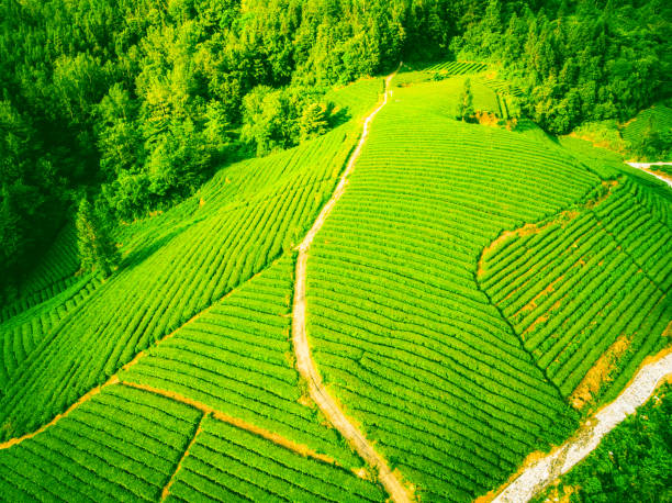 istock Aerial view of tea plantation 1161400452