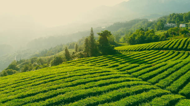 istock Aerial view of tea plantation 1161400521