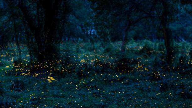 istock Blur background nature firefly flying in forest at dusk in Thailand 1161401642