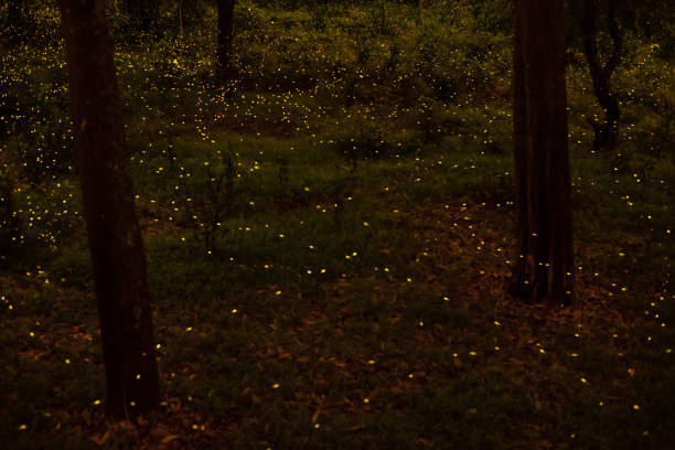 istock firefly flying in forest at dusk in Thailand 1161401730