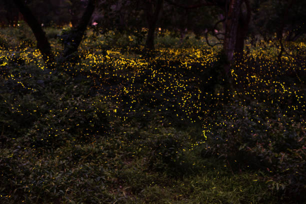 istock firefly flying in forest at dusk in Thailand 1161401835