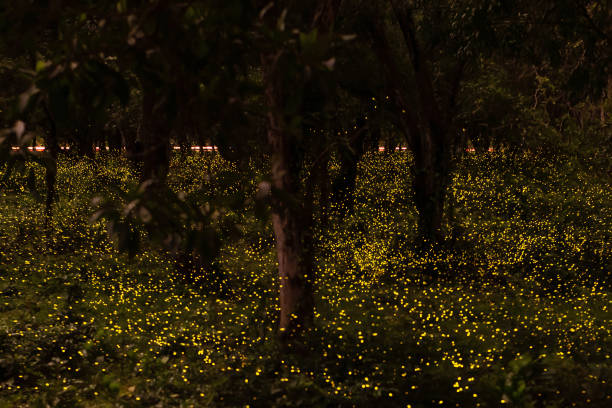 istock firefly flying in forest at dusk in Thailand 1161401841