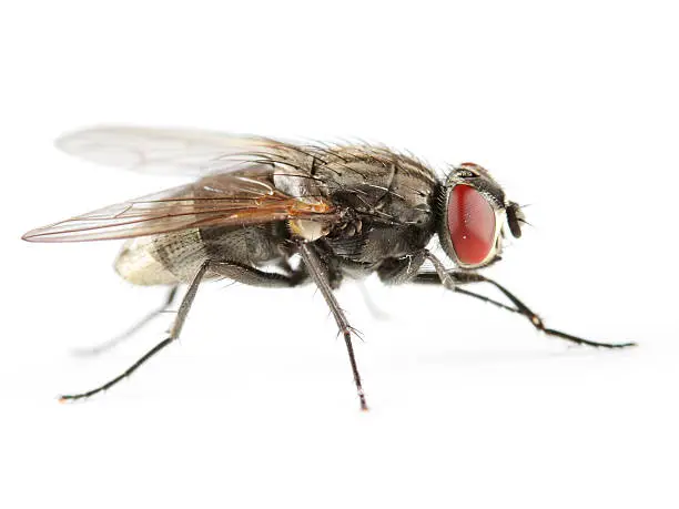 [b]More flies, including house flies, fruit flies, horse flies, etc:[/b]

[url=/search/lightbox/5204920][IMG]http://i262.photobucket.com/albums/ii96/arlindo71/f.jpg[/IMG] [/url]

[b]Other insects:[/b]

[url=/search/lightbox/5204894][IMG]http://i262.photobucket.com/albums/ii96/arlindo71/b.jpg[/IMG] [/url][url=/search/lightbox/5204899][IMG]http://i262.photobucket.com/albums/ii96/arlindo71/c.jpg[/IMG] [/url][url=/search/lightbox/5204902][IMG]http://i262.photobucket.com/albums/ii96/arlindo71/a.jpg[/IMG] [/url][url=/search/lightbox/5204906][IMG]http://i262.photobucket.com/albums/ii96/arlindo71/l.jpg[/IMG] [/url][url=/search/lightbox/5204922][IMG]http://i262.photobucket.com/albums/ii96/arlindo71/w.jpg[/IMG] [/url][url=/search/lightbox/5204924][IMG]http://i262.photobucket.com/albums/ii96/arlindo71/bt.jpg[/IMG] [/url][url=/search/lightbox/5204928][IMG]http://i262.photobucket.com/albums/ii96/arlindo71/m.jpg[/IMG] [/url][url=/search/lightbox/5204929][IMG]http://i262.photobucket.com/albums/ii96/arlindo71/s.jpg[/IMG] [/url][url=/search/lightbox/5204931][IMG]http://i262.photobucket.com/albums/ii96/arlindo71/bl.jpg[/IMG] [/url][url=/search/lightbox/5204933][IMG]http://i262.photobucket.com/albums/ii96/arlindo71/h.jpg[/IMG] [/url][url=/search/lightbox/5205060][IMG]http://i262.photobucket.com/albums/ii96/arlindo71/Insects.jpg[/IMG][/url]