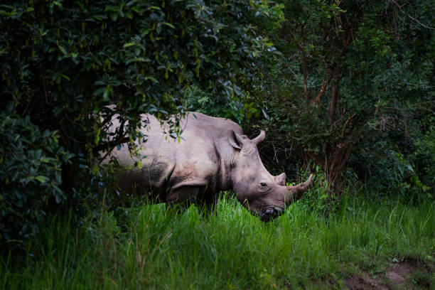 istock Southern White rhinoceros (Ceratotherium simum simum) in Uganda 1161403670