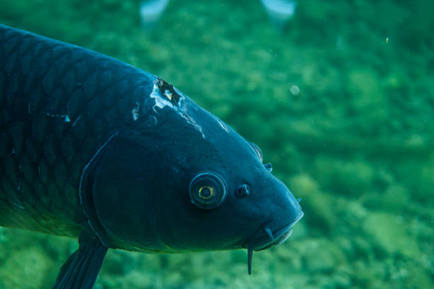 istock carp under water close up image, fish close up photography, 1161403725