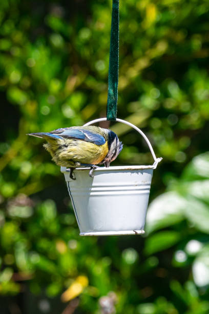 istock What is for lunch as a Bluetit (Cyanistes caeruleus) looking into a small container filled with bird seed 1161404055