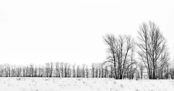 Silhouette of black birch-trees winter on white background