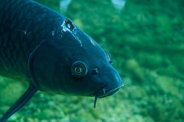 istock carp under water close up image, fish close up photography, 1161404860