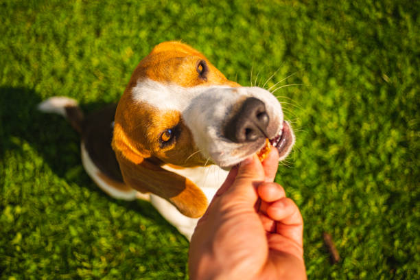 istock Beagle dog taking treat from hand 1161404887