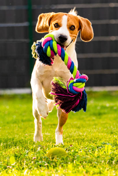 istock Beagle dog runs towards camera with a rope toy 1161404919