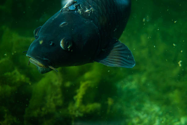 istock carp under water close up image, fish close up photography, 1161405186