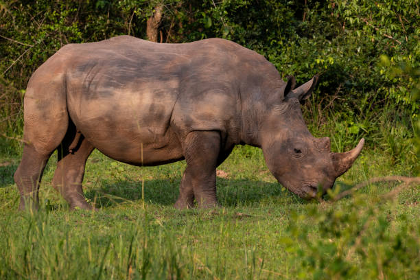 istock Southern White rhinoceros (Ceratotherium simum simum) in Uganda 1161405457
