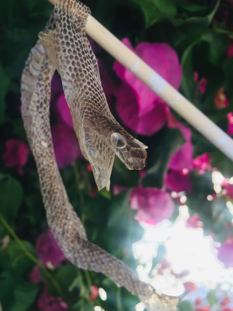 Snake skin stock photo