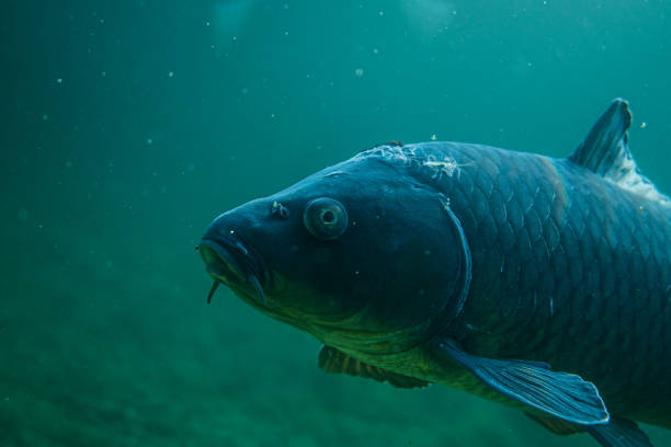 istock carp under water close up image, fish close up photography, 1161406083