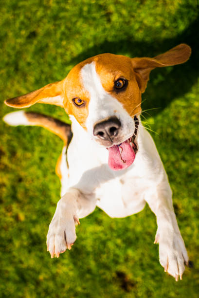 istock Beagle dog jumping on two feet with mouth open. 1161406851