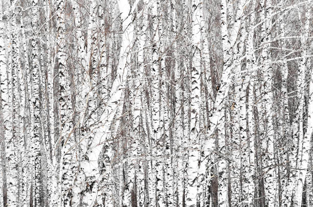 istock Winter view naked birch trees, full frame 1161406912