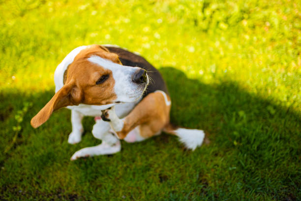 istock Beagle dog scratching himself in garden, skin rush concept 1161407463