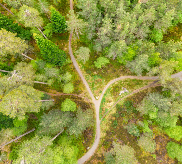 Decision point - fork in a forest footpath An aerial view from directly above a dividing path through a forest in the Scottish Highlands. forked road photos stock pictures, royalty-free photos & images