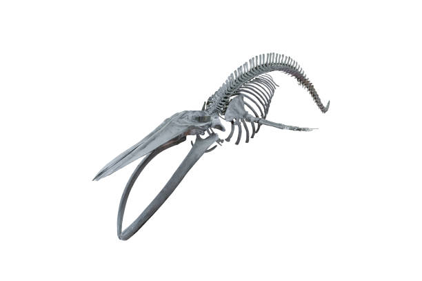 istock Skeleton of a big whale 1161409546