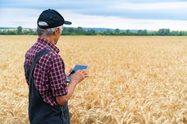 istock Manual worker using phone in the middle of wheat field 1161409656