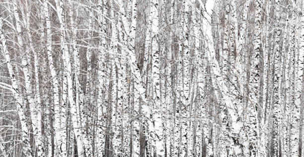 istock Winter view naked birch trees, full frame 1161409823