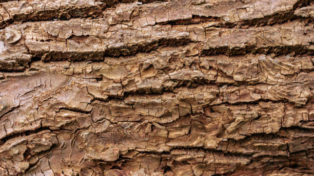 texture d'écorce en bois. texture unique de haute qualité de l'écorce d'arbre. fermez-vous vers le haut de la toile de fond. - bark textured close up tree photos et images de collection