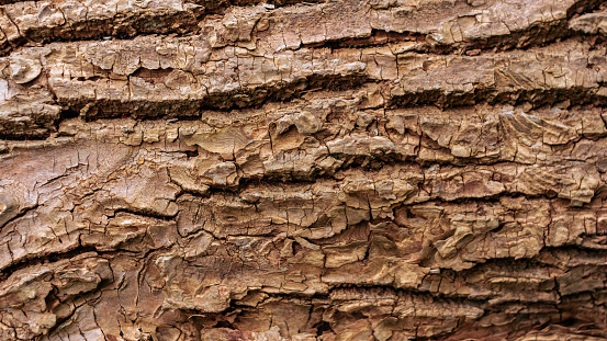 Detail of tree trunk surface