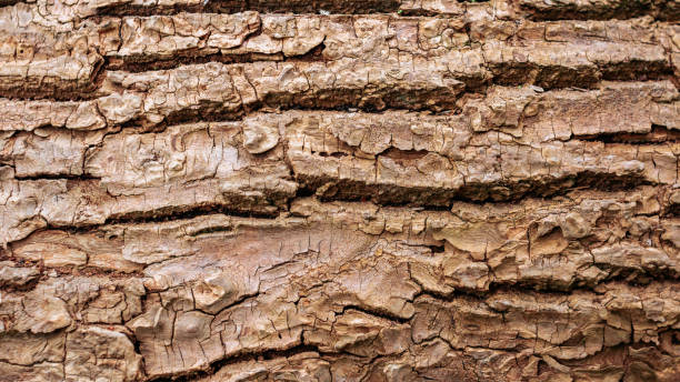 istock Wooden bark texture. High quality unique texture of tree bark. Close up backdrop. 1161410886