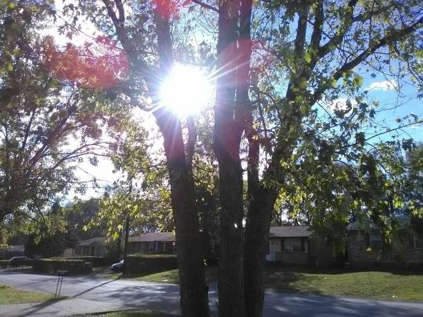 istock Water Flowers Trees Plans 1161410960
